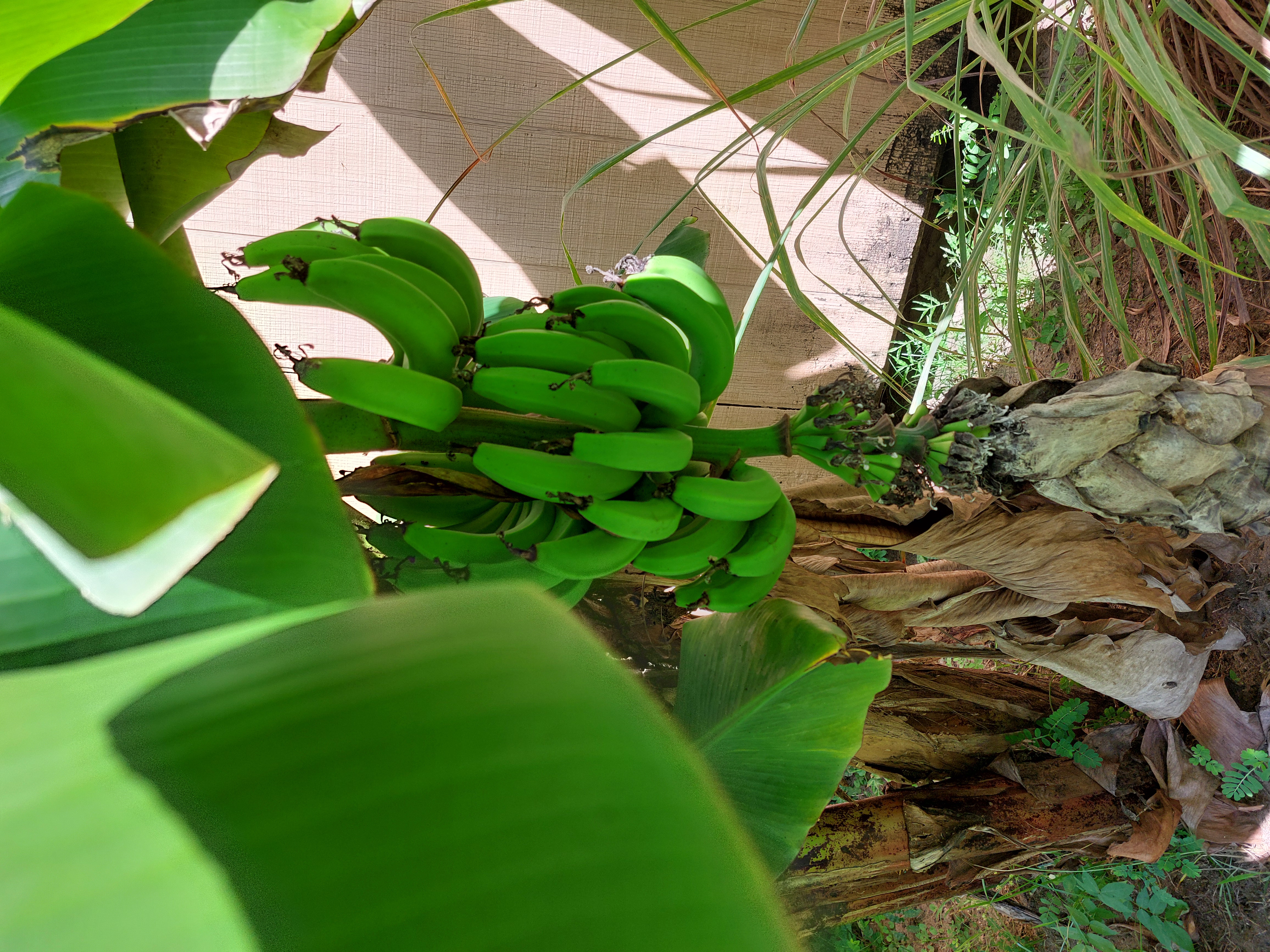 2024bananaCrop