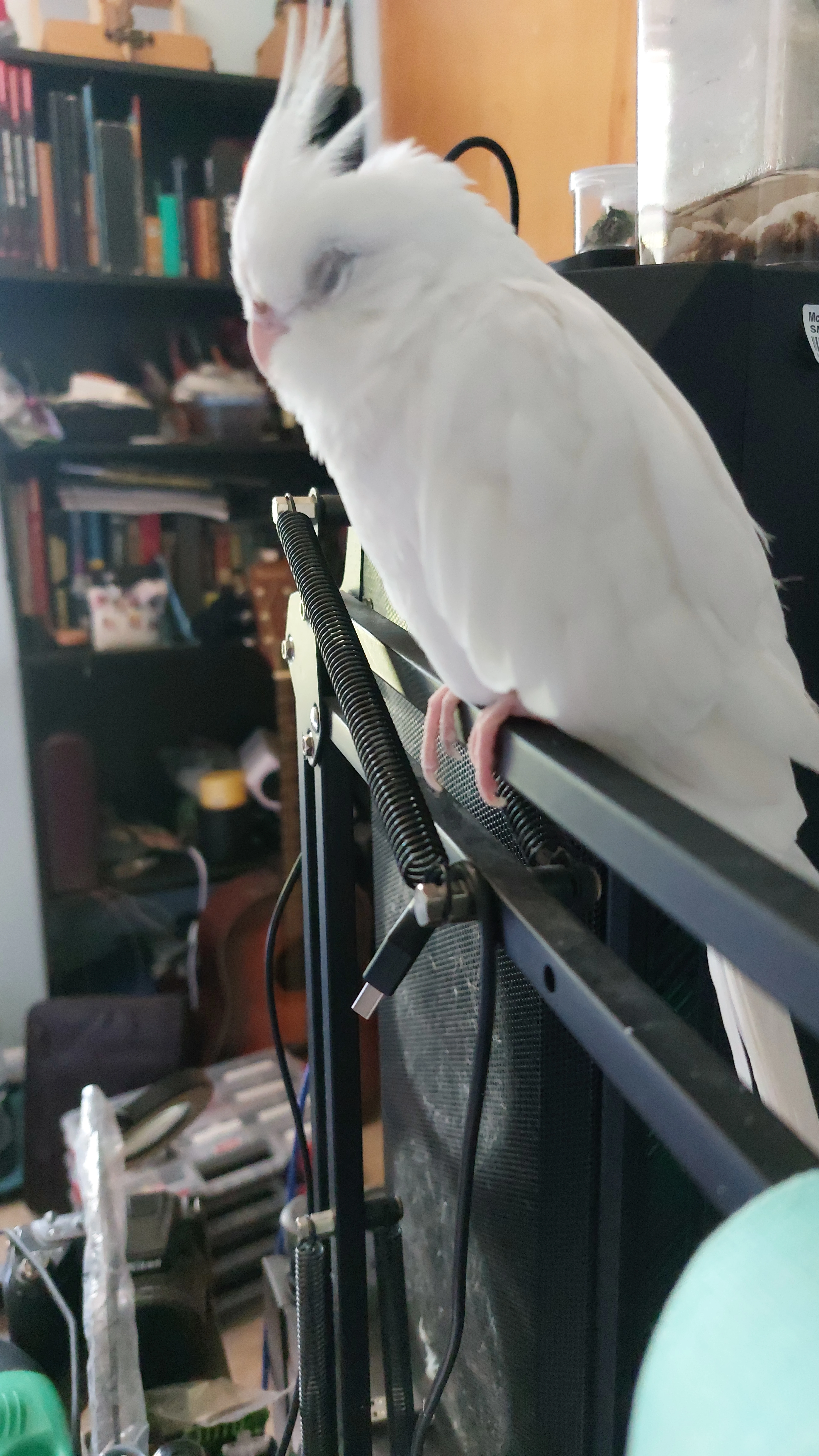 Peepers, a Lutino Cockatiel