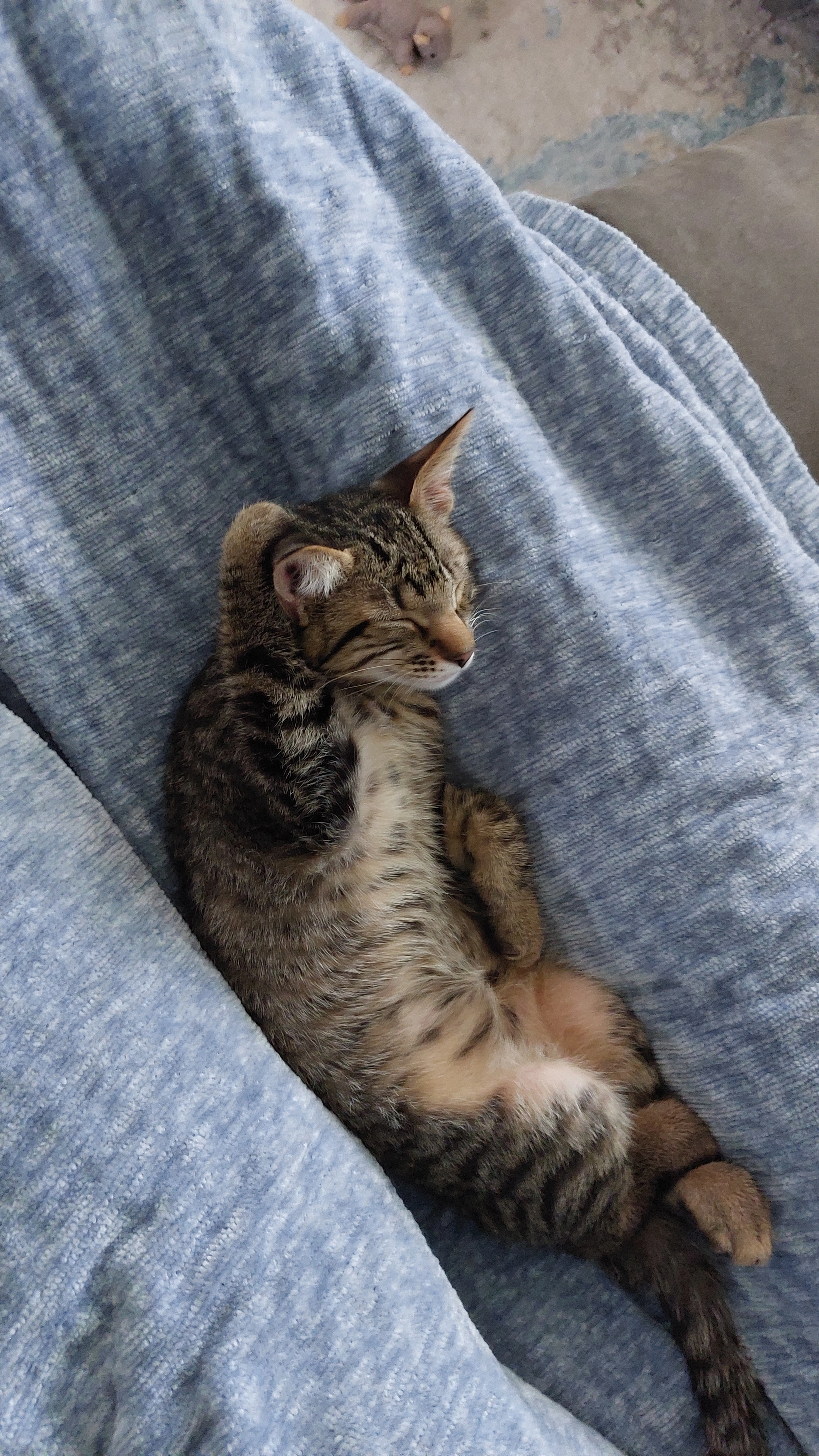 a small cat named Squirrel