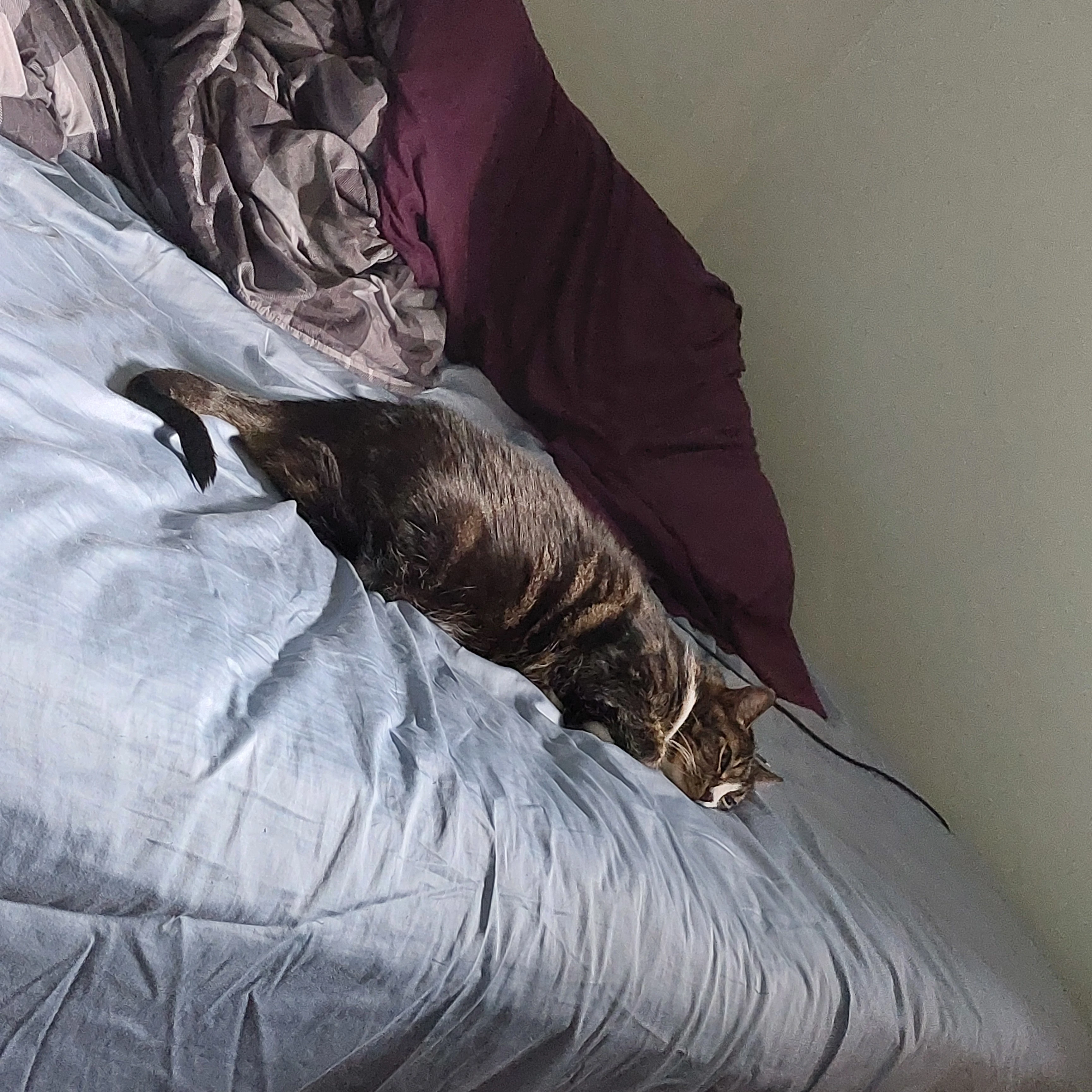 a cat named zelda