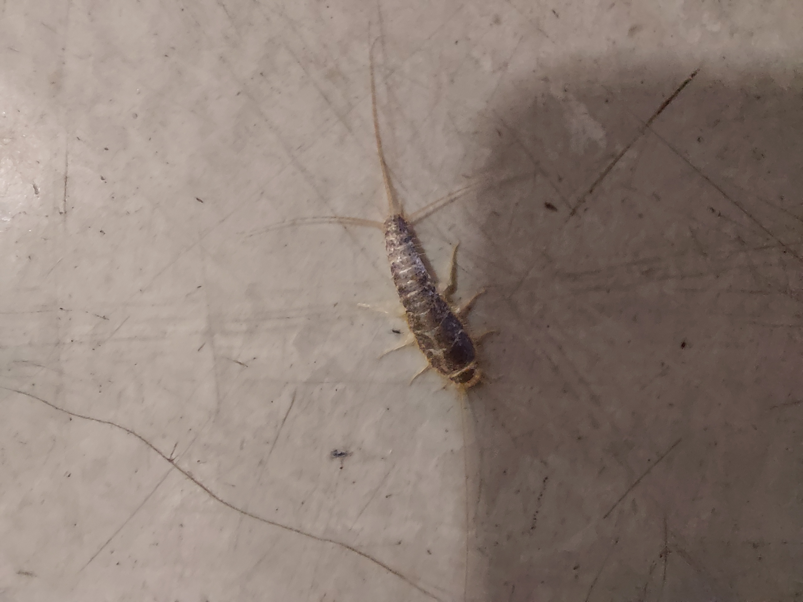 silverfish